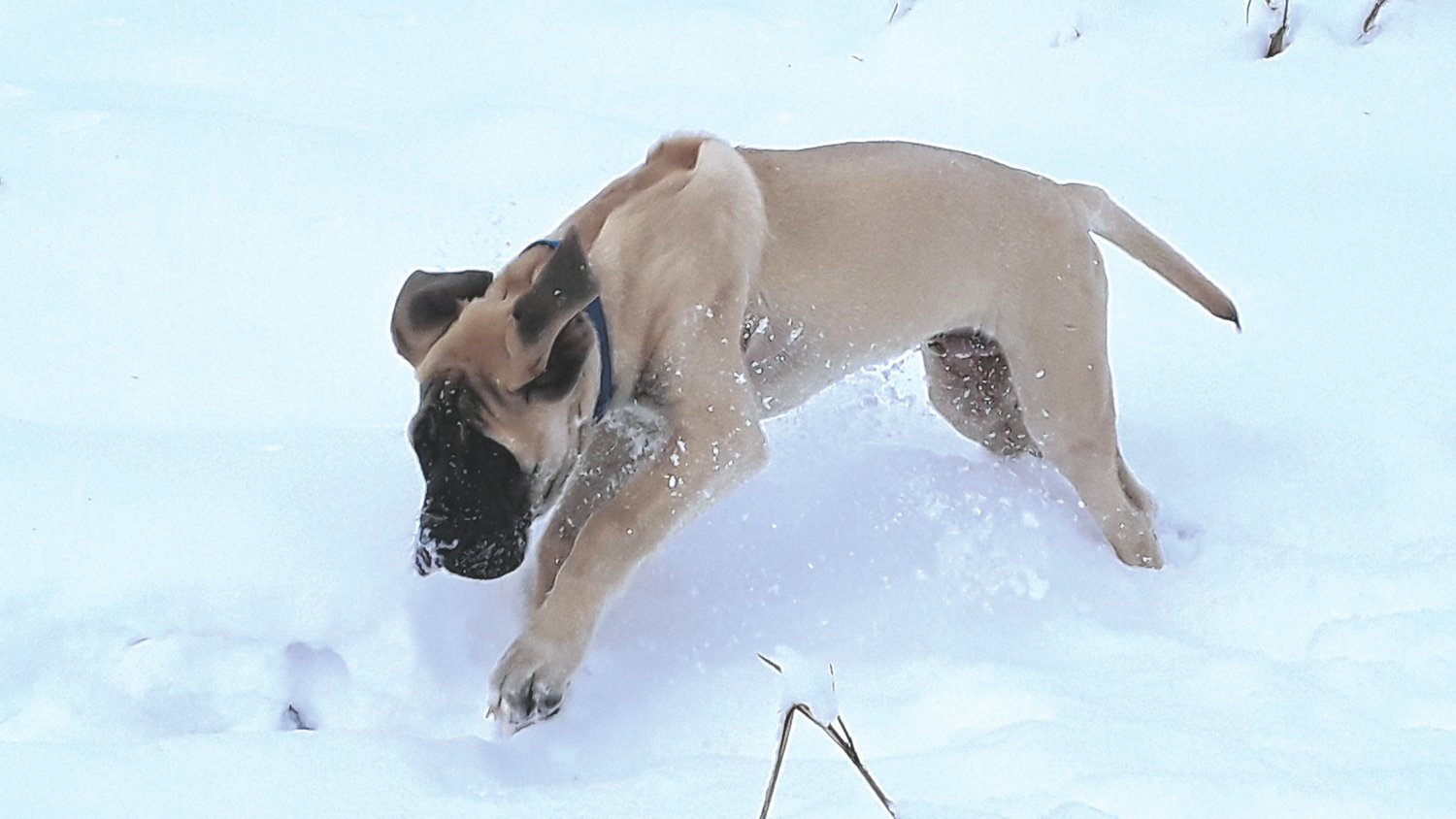 "Four-month-old Raffael 'Raff' the Super Mastiff enjoying his first snow (10" Rochester)," wrote Sharan Linzy, who submitted this photo.